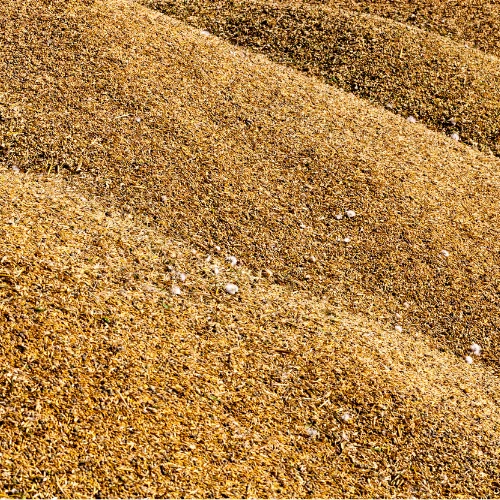 Grains for livestock and farm animals at M5 Winchester Feed.