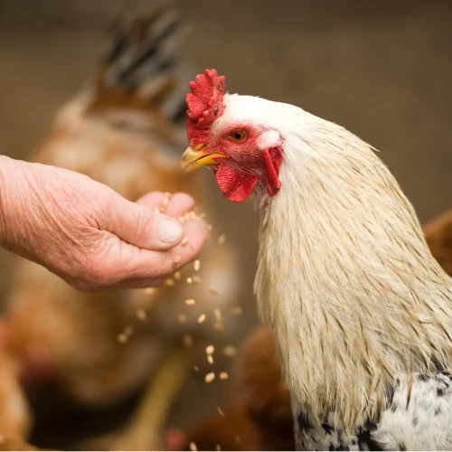 A chicken being fed grains by hand — livestock feed and supplies at M5 Winchester Feed.