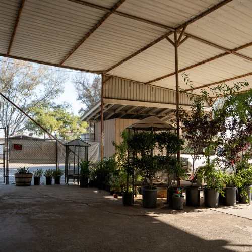 A spacious, shaded greenhouse patio beneath a corrugated metal roof, with potted plants clustered near a chain-link gate; the scene feels quiet and sheltered.