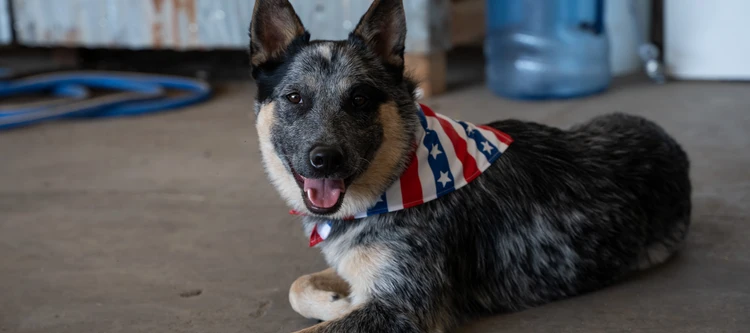 A relaxed black-and-gray dog lies on a concrete floor, wearing a red, white, and blue star-spangled bandana, tongue out and looking alert.